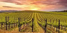 The Wines of California