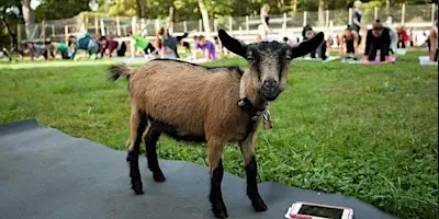 Yoga with Goats 2026