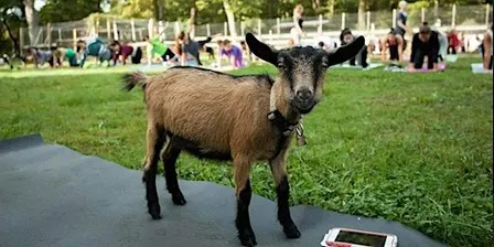 Yoga with Goats 2026