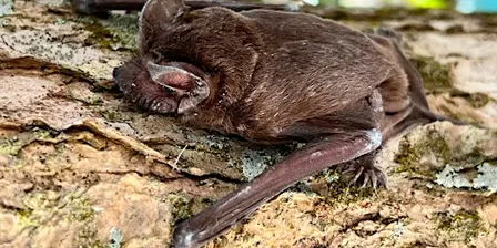 Bats and Birds at Venice Area Audubon Rookery with Family Activities!