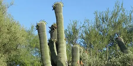 Sonoran Native Plants, a UArizona Campus Arboretum tour.