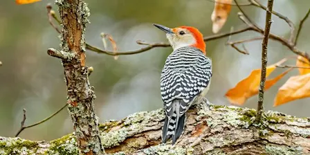 Birding for Beginners with Dan Patrick