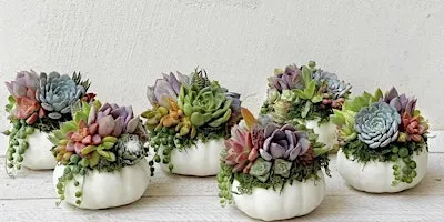Pumpkin Living Succulent Arrangement