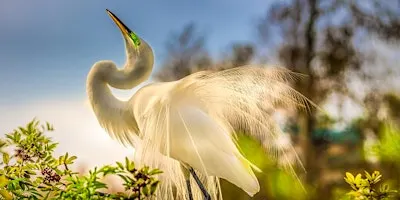 Florida Bird Photo Workshop