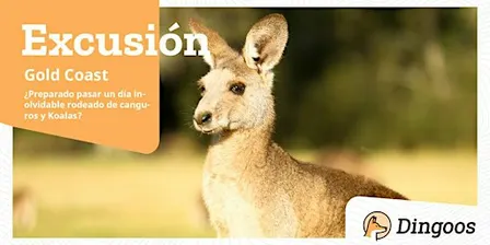 Dingoos Excursión Canguros y Koalas + Picnic - Gold Coast