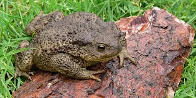 Amphibian Ecology and Survey Techniques