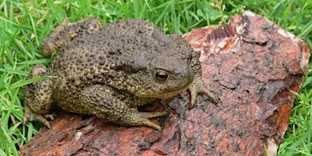 Amphibian Ecology and Survey Techniques
