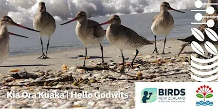Kia Ora Kuaka | Hello Godwits