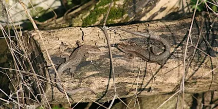 Reptile Ecology and Survey Techniques
