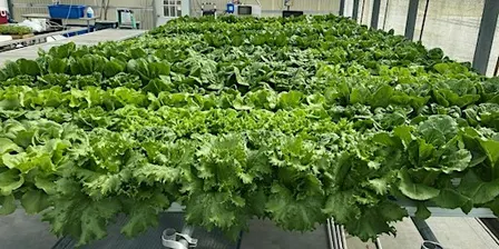 Basic Hydroponic Gardening 101