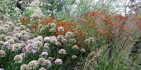 Garden Workshop: Perennial Plant Propagation