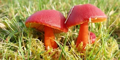Identification of Fungi for improvers in the Field