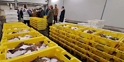 Rondleiding Visafslag IJmuiden