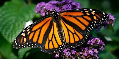 Monarch Butterfly Tag and Release - Saturday 9/19 - 11:00 AM Session