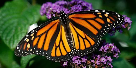 Monarch Butterfly Tag and Release - Sunday 9/20 - 1:00 PM Session