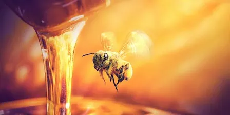Bourbon & Bees Dinner | October 8