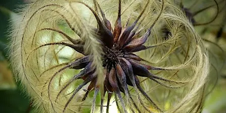 Seed Saving Workshop