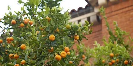 Edible Landscapes, a UArizona Campus Arboretum tour.