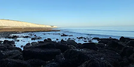 Coastal Foraging Workshop - Brighton - Sea Vegetables and Sea Weed.