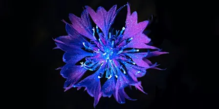 Biofluorescent Night Walk