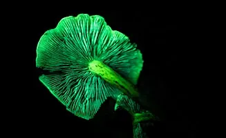 Biofluorescent: The Science Behind the Glow