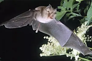 Bat Walk - Taith Gerdded Ystlumod