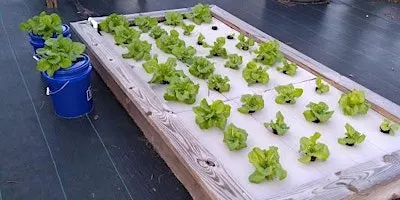 Homeowner Hydroponics Course