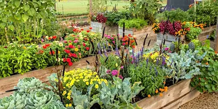 Grow your own Fall Florida Vegetable Garden