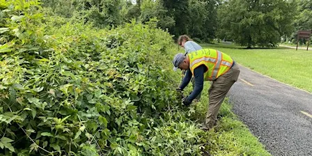 Invasive Vegetation and Trash Cleanup at Belle Haven Park