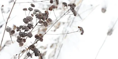 Habitat Advocate: Native Plants for Winter Interest & Wildlife