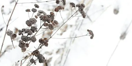 Habitat Advocate: Native Plants for Winter Interest & Wildlife