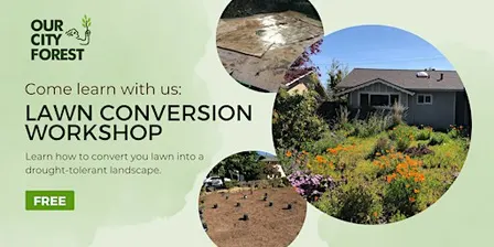 DIY Lawn Conversion Workshop