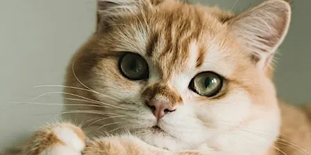 Paws to Read - Read to a Cat in November