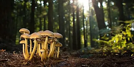 Family Fungus Walk