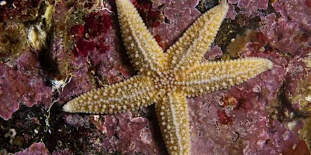 Extreme Rockpool Safari - South Bay, Scarborough