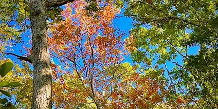 Autumn Colors Forest Bathing — A Guided Experience
