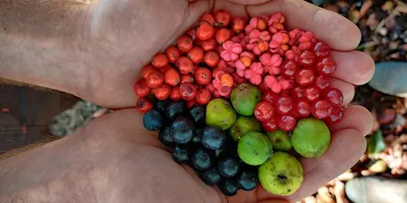 Seed Collecting with Moor Trees at Bovey Valley Woods