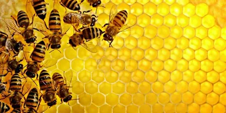 Beekeeping Series: Beginner Beekeeping