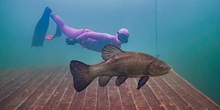 NoTanx Freediving - Colchester Monday Session