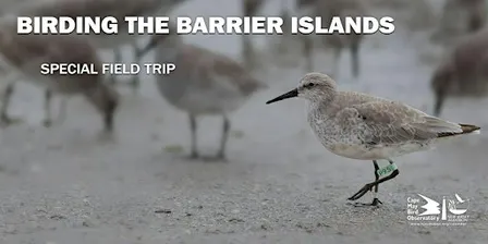 Birding on the Barrier Islands