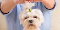 Learn about using Reiki with Animals.