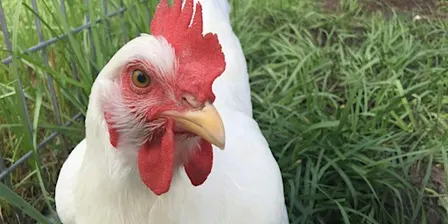 Basics of Raising Backyard Chickens for Eggs