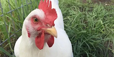 Basics of Raising Backyard Chickens for Eggs