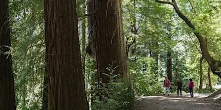 Morning Hike at Bear Creek Redwoods