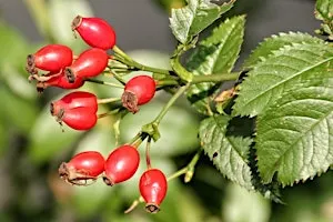 Family Hedgerow Foraging Workshop at Ryton Pools Country Park
