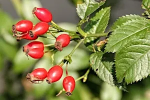Family Hedgerow Foraging Workshop at Ryton Pools Country Park