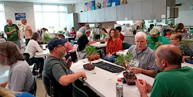 2026 Public Workshop-Chinese Elms