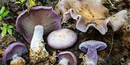 Intro to Mushroom Identification