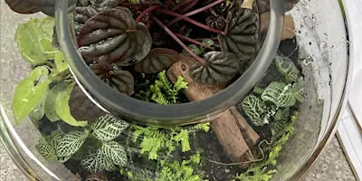 Terrarium Workshop (Bring Your Own Container)
