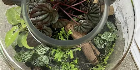 Terrarium Workshop  (Bring Your Own Container)